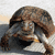 Mr. Turtle avatar